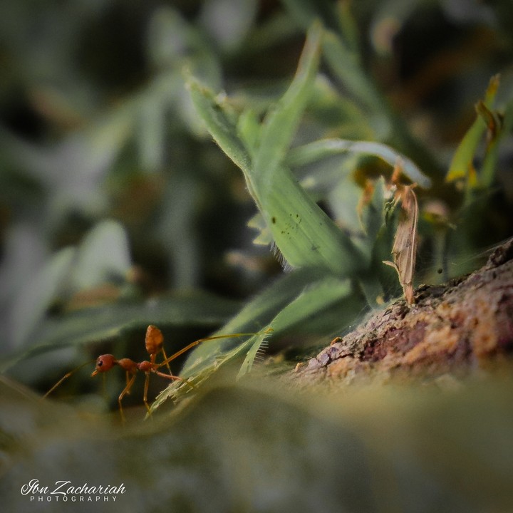 LOST ANT