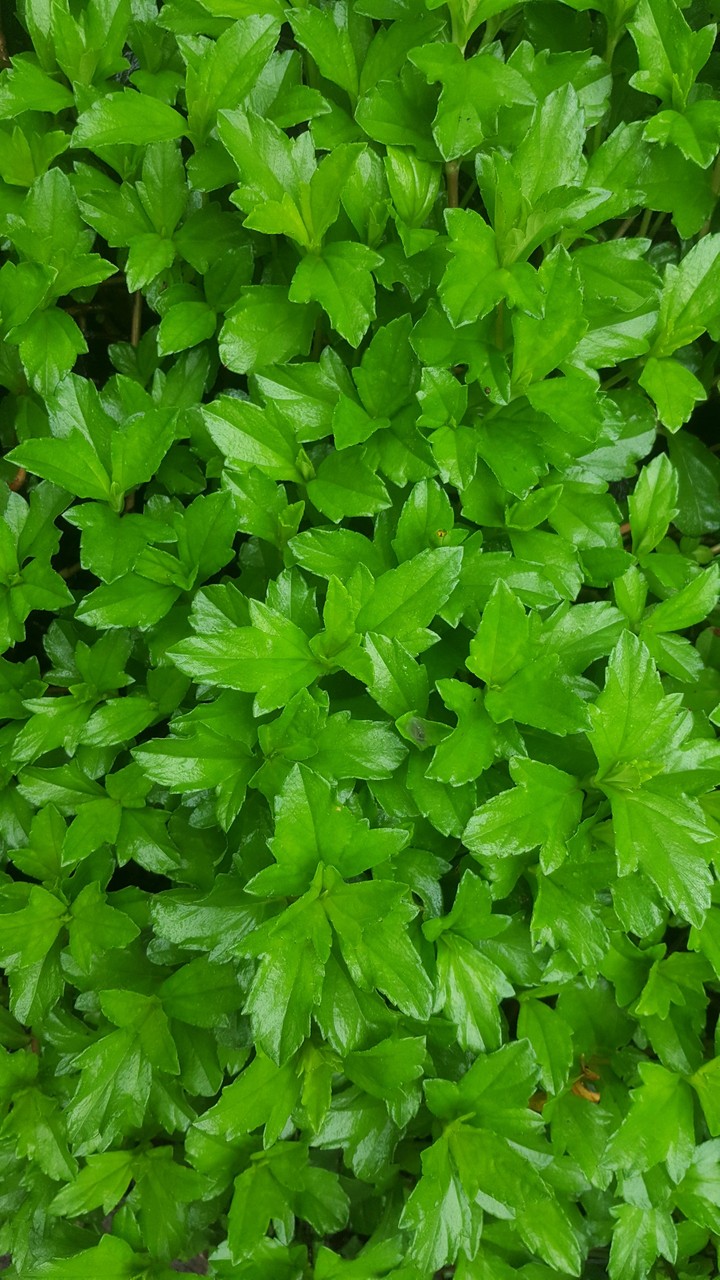 beautiful green...