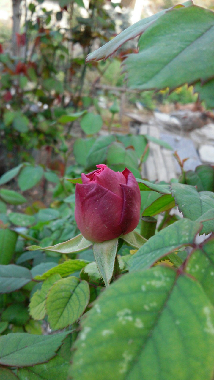rose