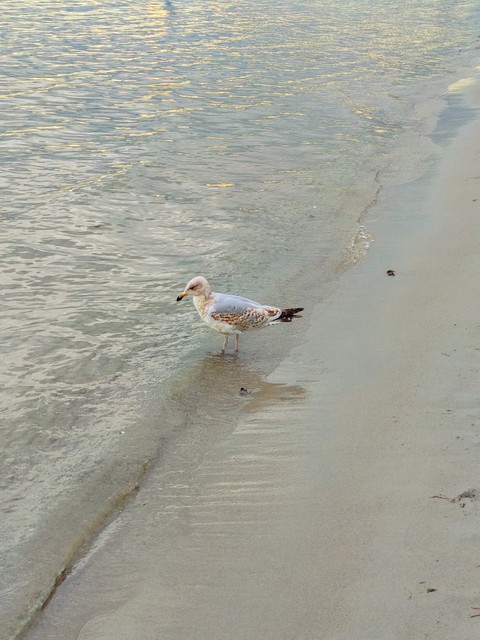 Möwe