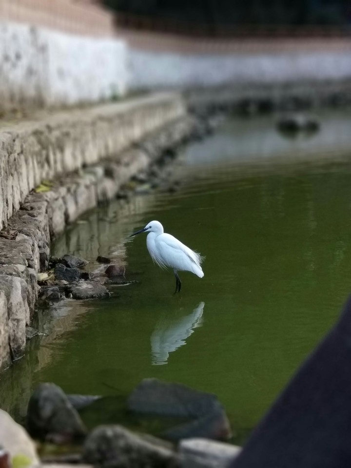 birds