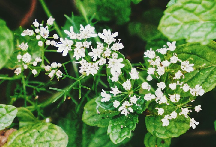 Small Bloom