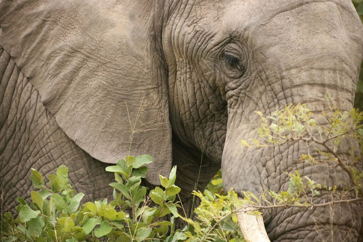 elephant in kruger national park.