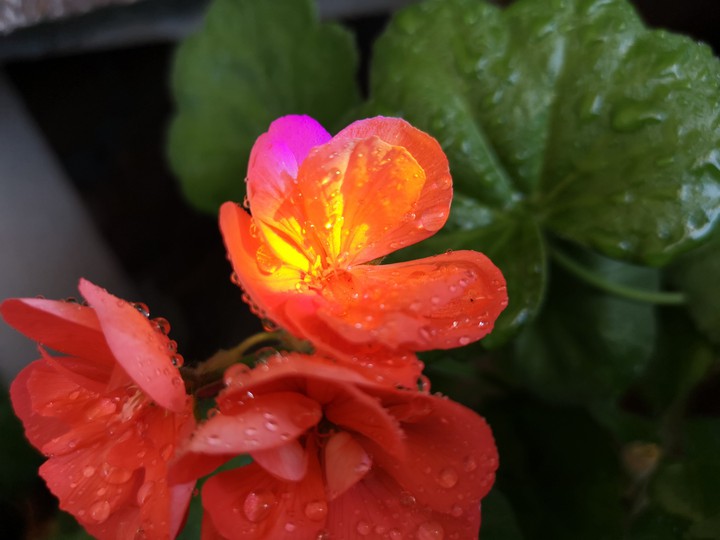 Riot of colors