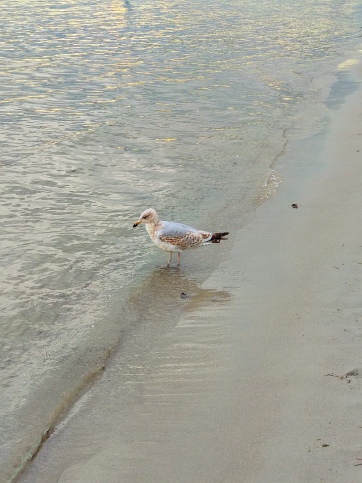 Möwe