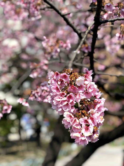 blossom