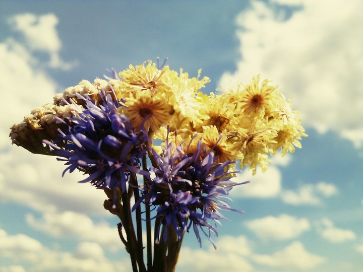 flowers