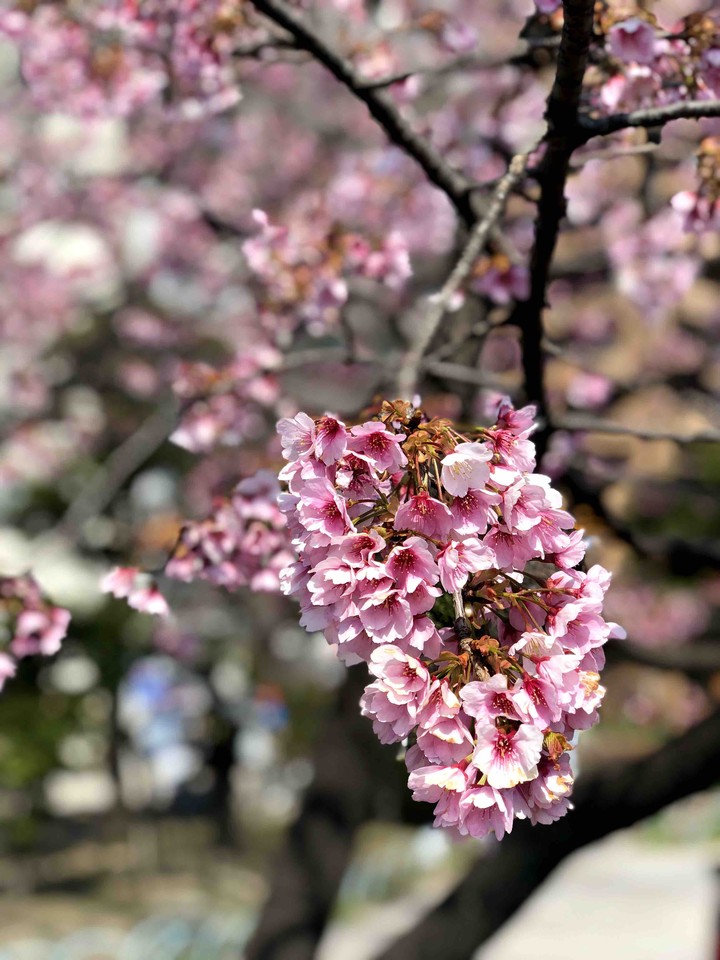 blossom