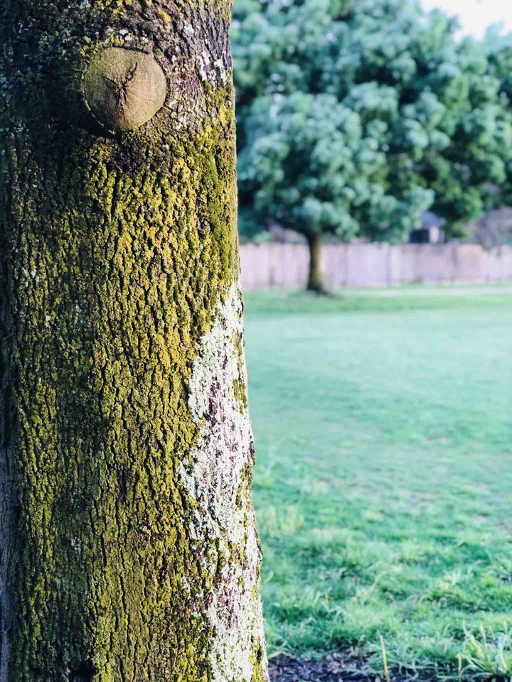 green landscape