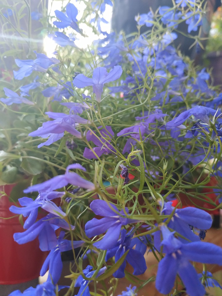plant