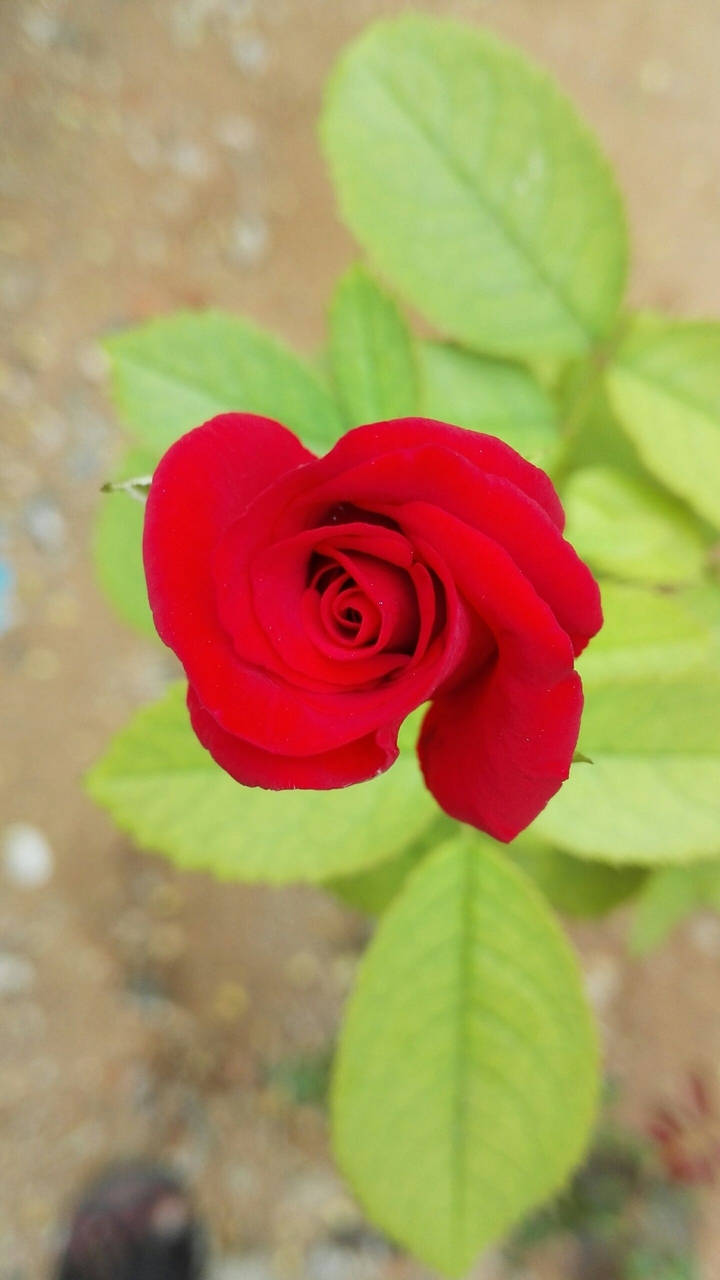 rose.. 
