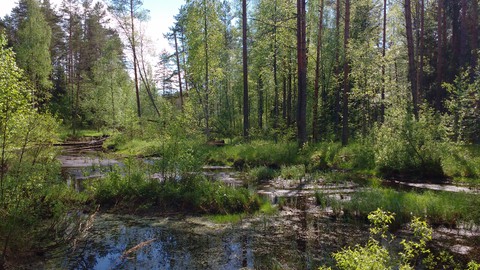 Swamp