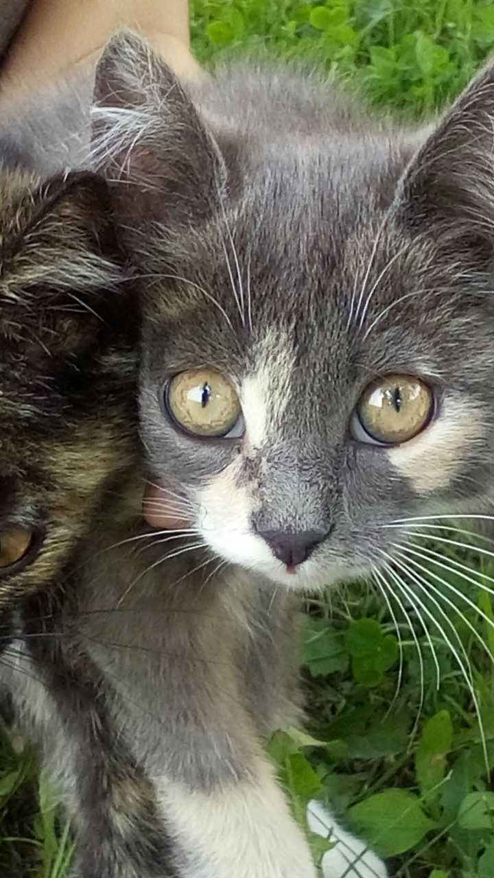 Foto Cat