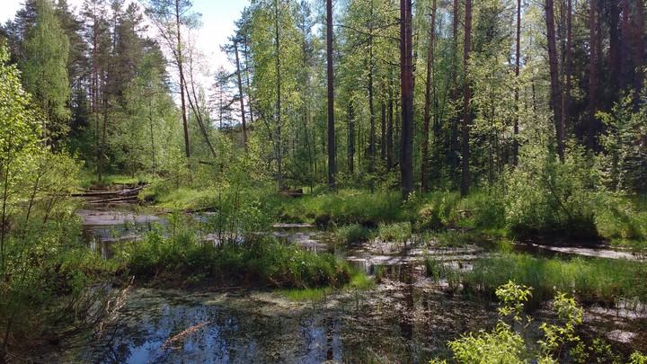 Swamp