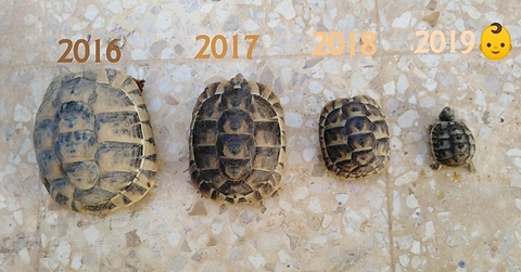 There is a new member to my turtle's family