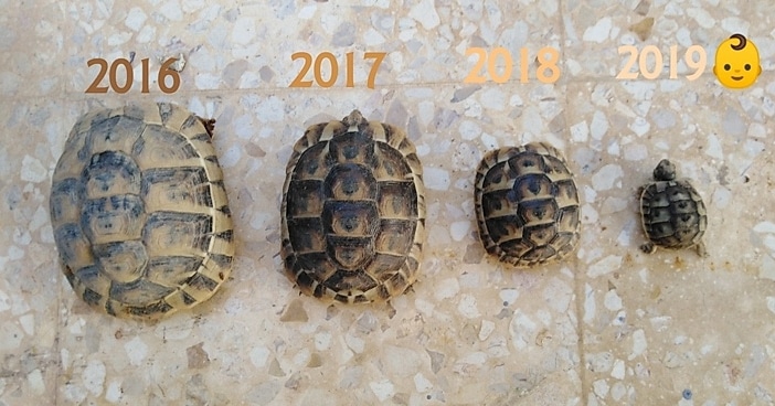 There is a new member to my turtle's family