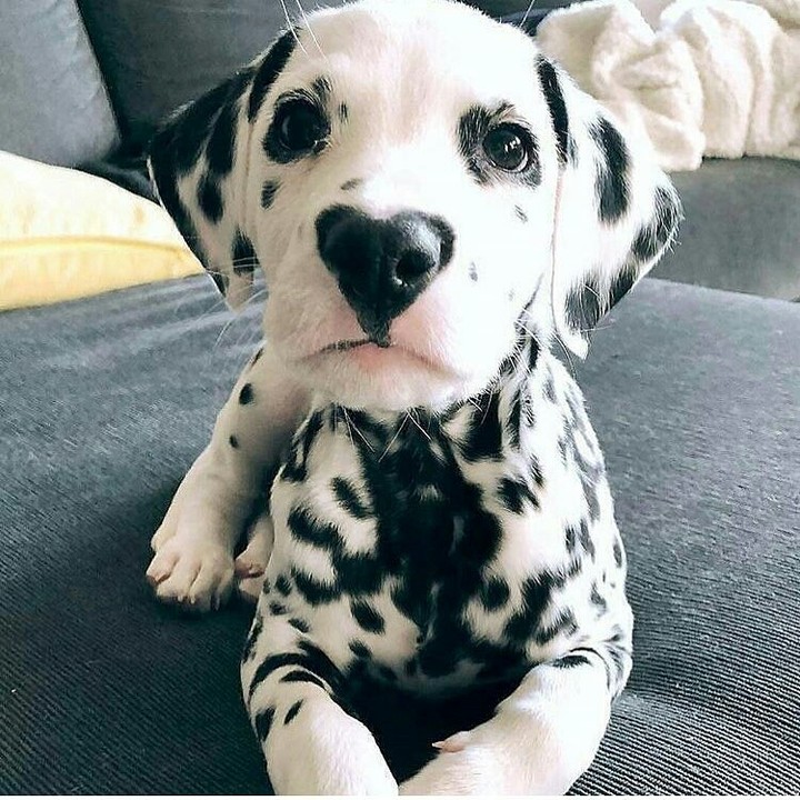 Dog ❤