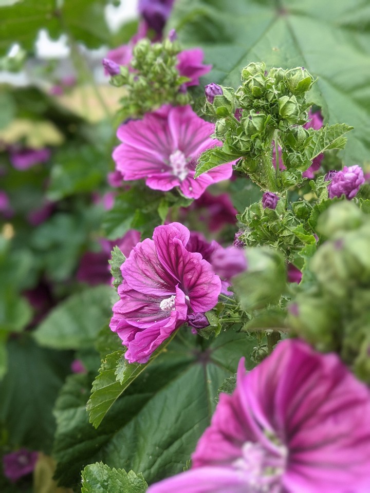 summer flower