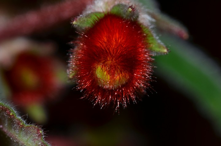flower macro