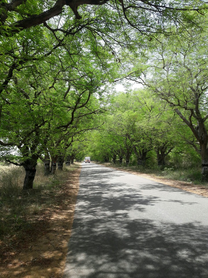Green way