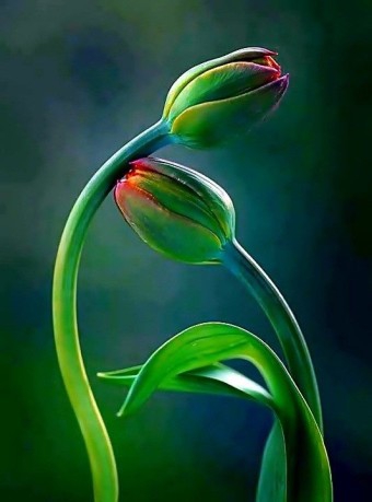 Flower buds