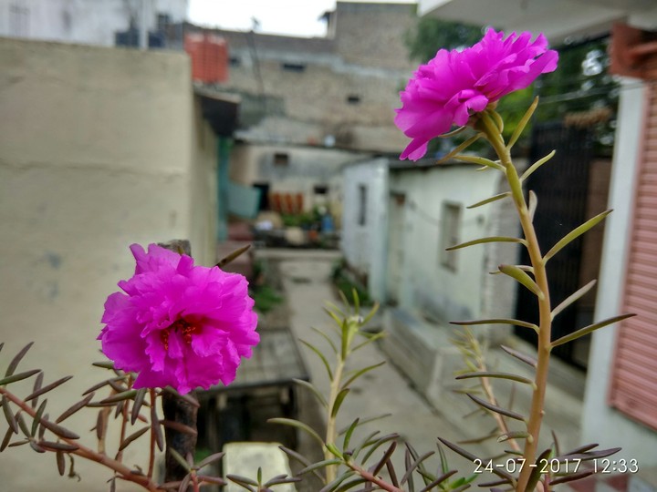 Rose