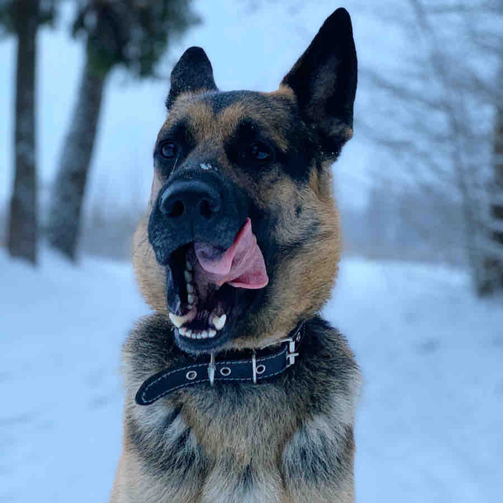beautiful dog