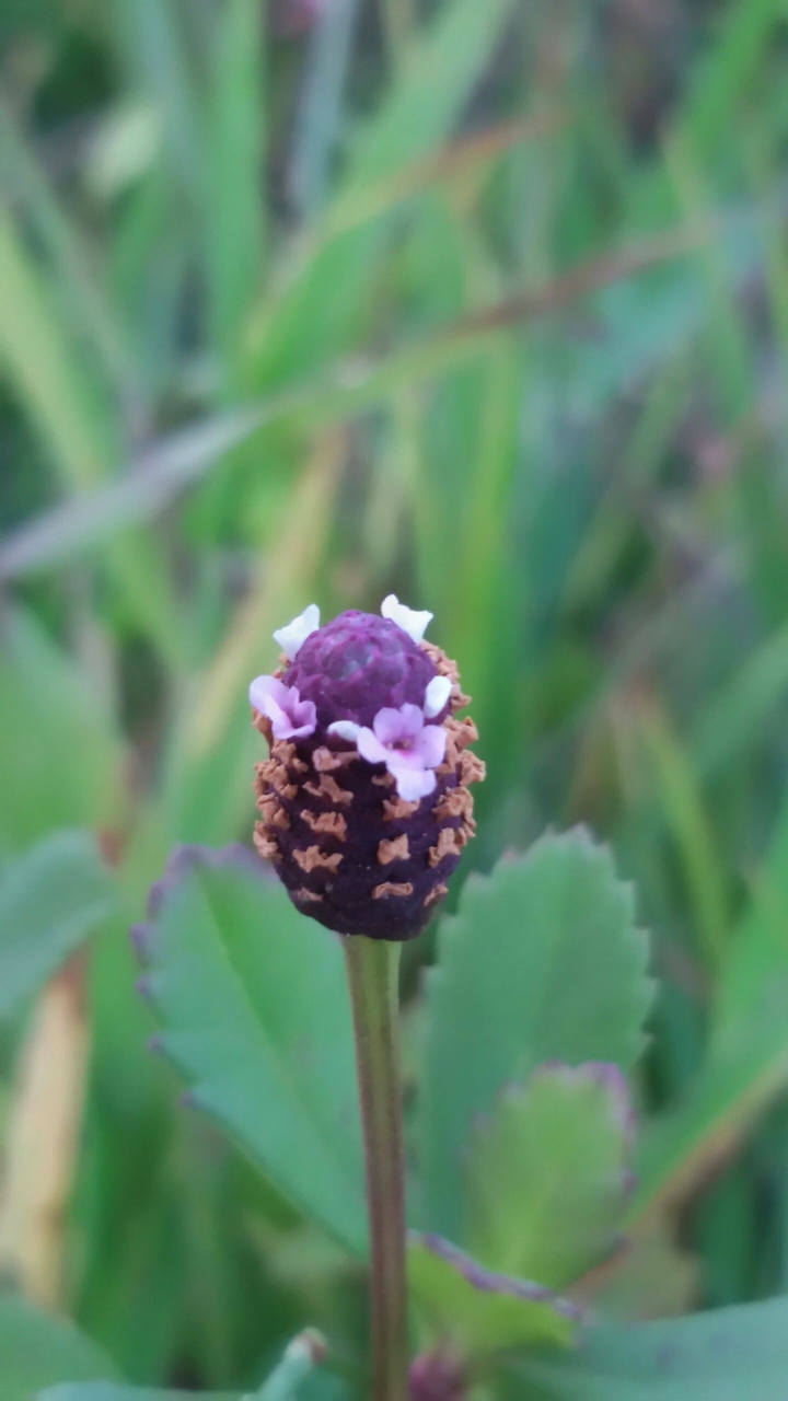 tiny purple flower