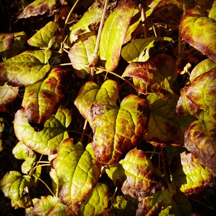 leaves :)