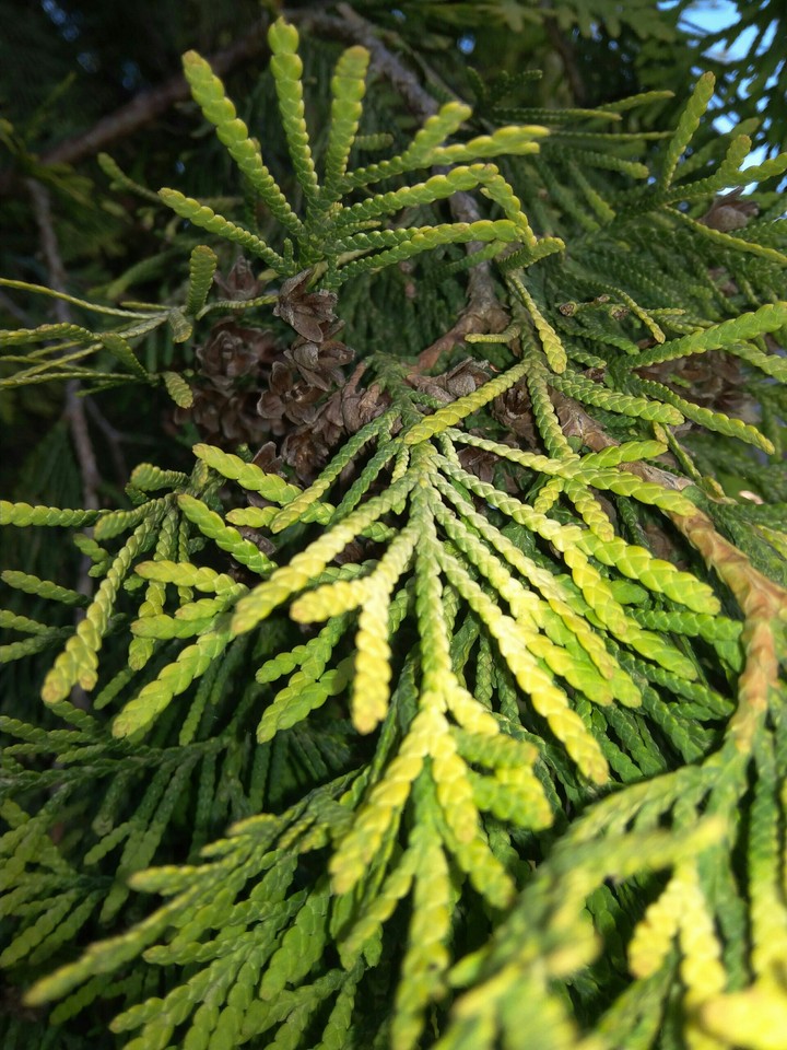 treeeeeeeeeeeeeee