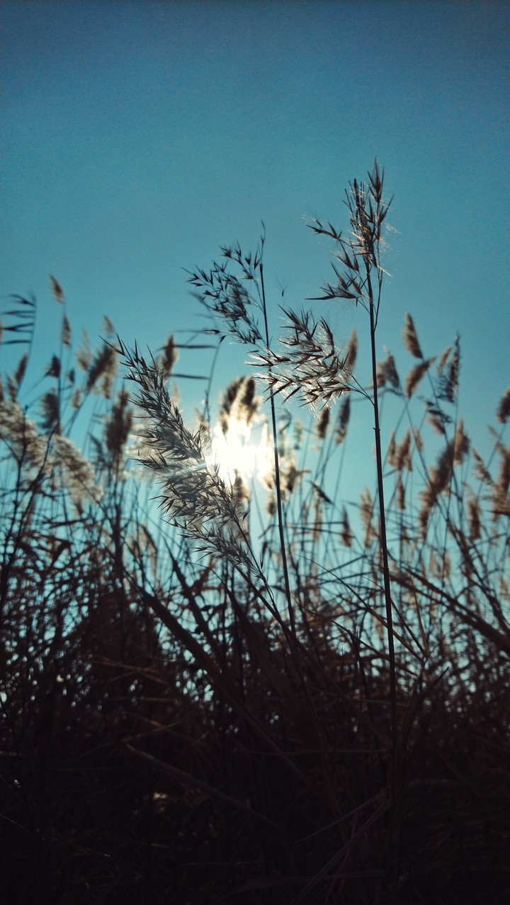 Sunshiny reeds ☀
