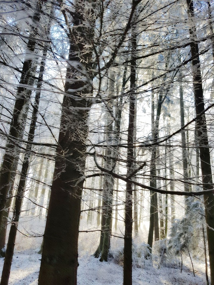 Winter Wonderland