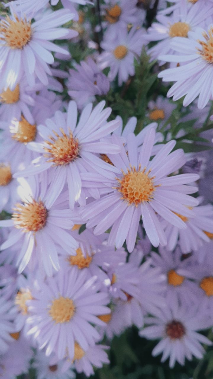 fleur