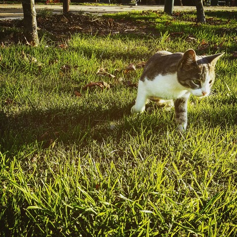 cat