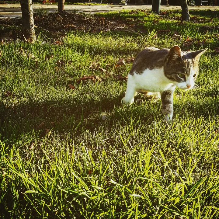 cat
