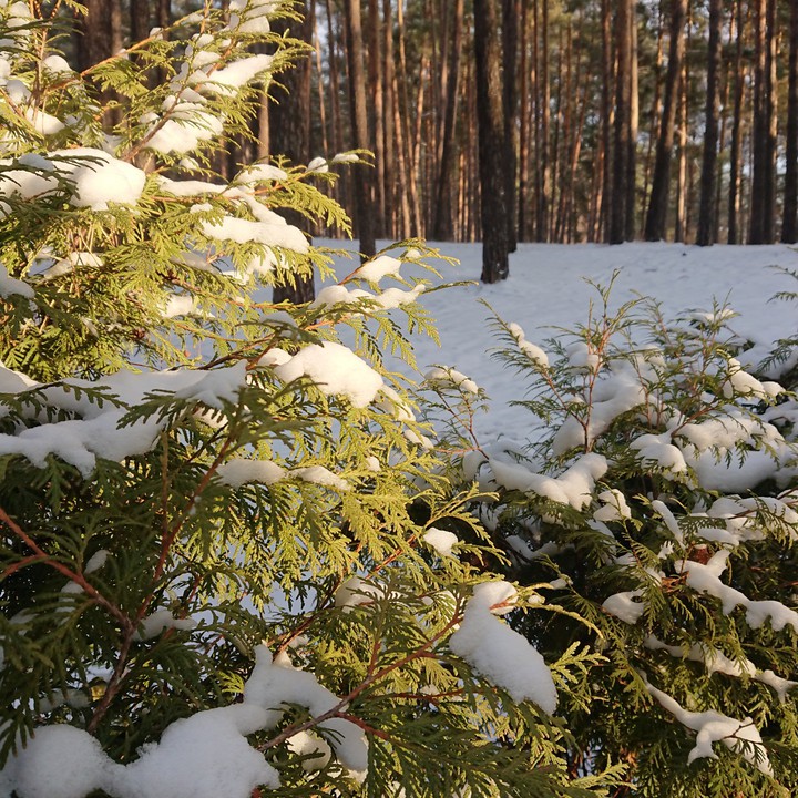 Who needs snow?