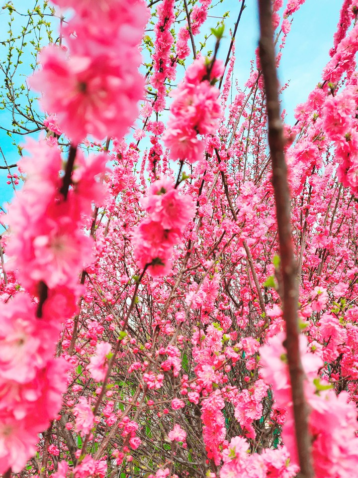 sakura