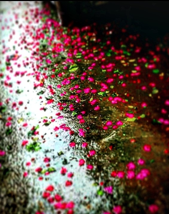 when roses dance
