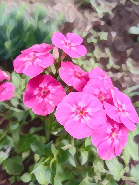 ✨ Flowers ✨