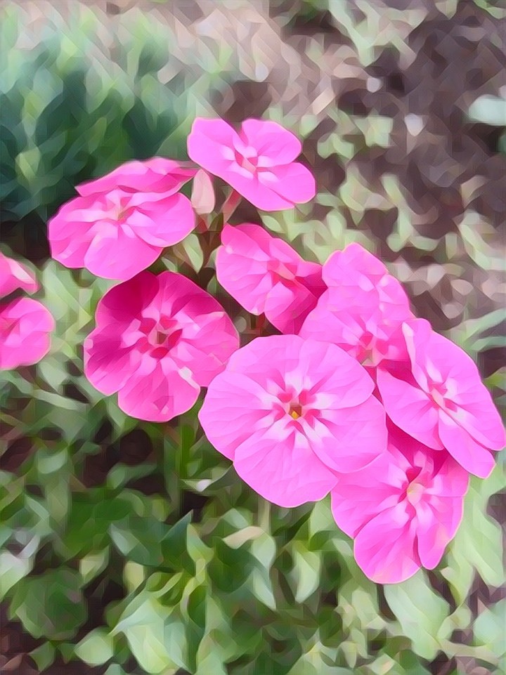 ✨ Flowers ✨