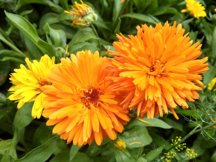 calendula marigold