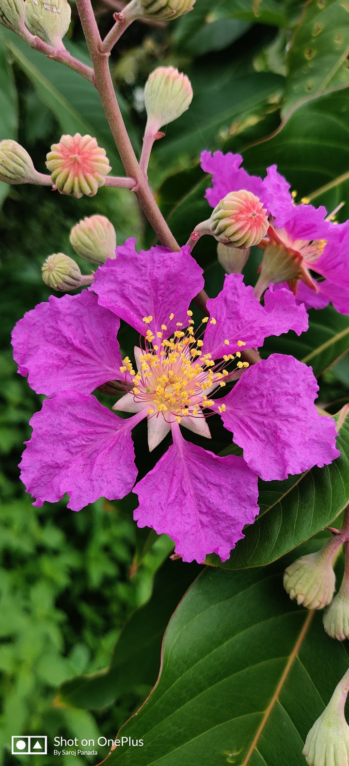 flower
