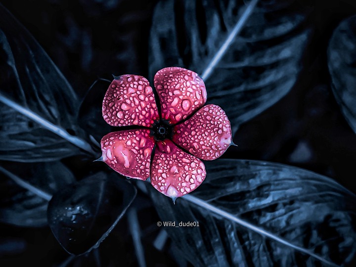 rose