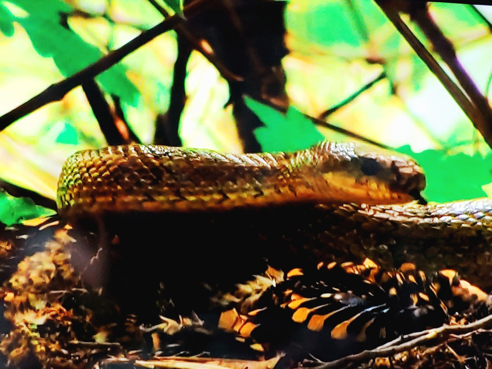 ταπετσαρίες wildlife, snake