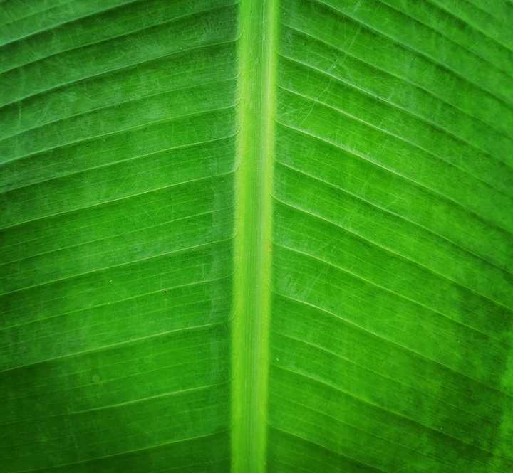 leave s