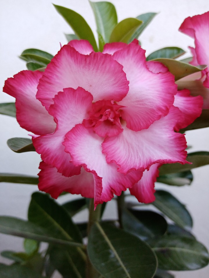 Adenium