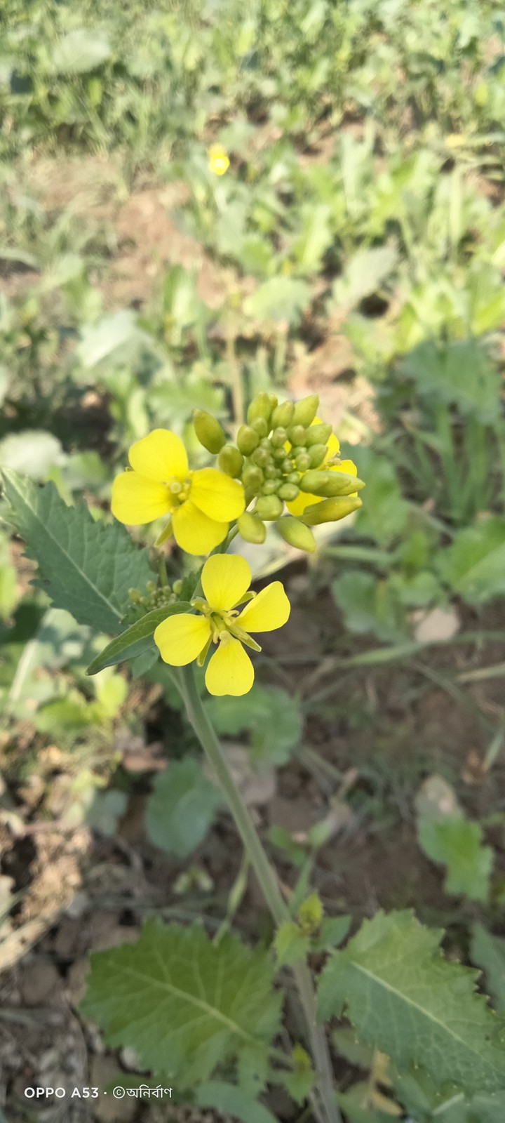 Mustard flowers