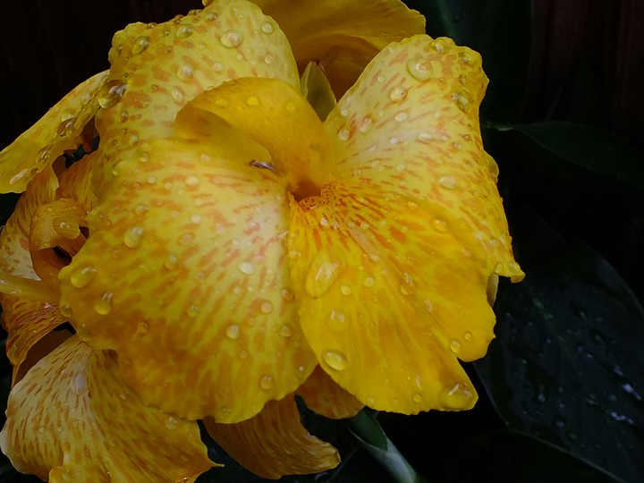 Blume nass