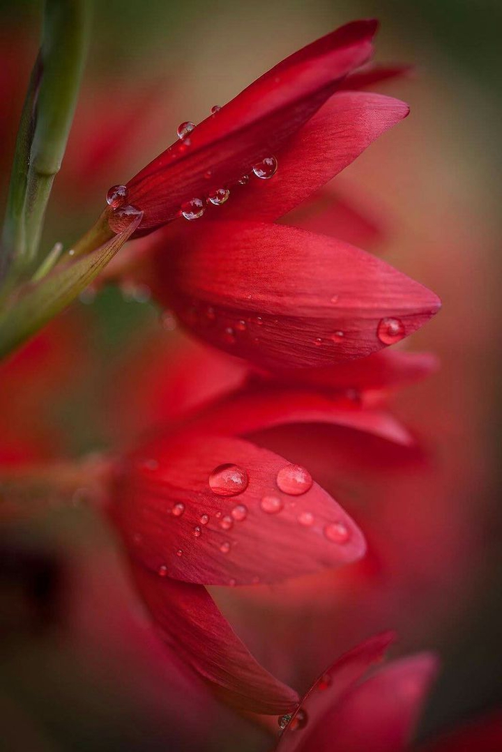 Red tulips with drops of water.