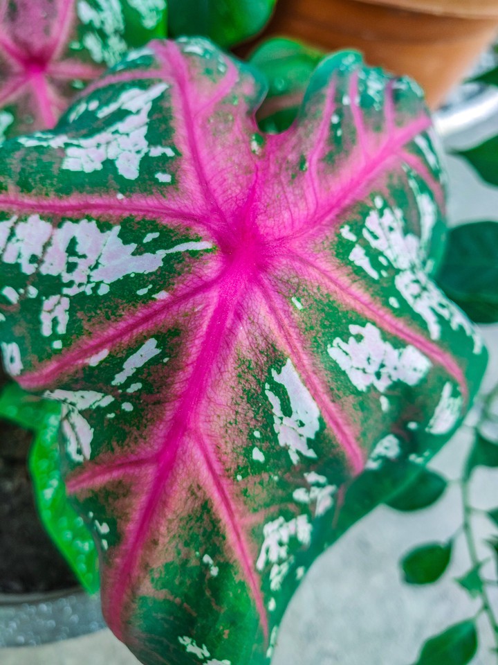 Pink Leaves